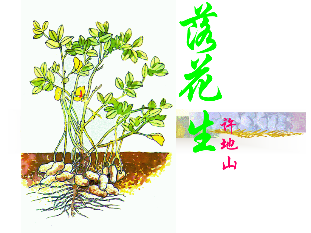 五年级语文落花生第二课时课件