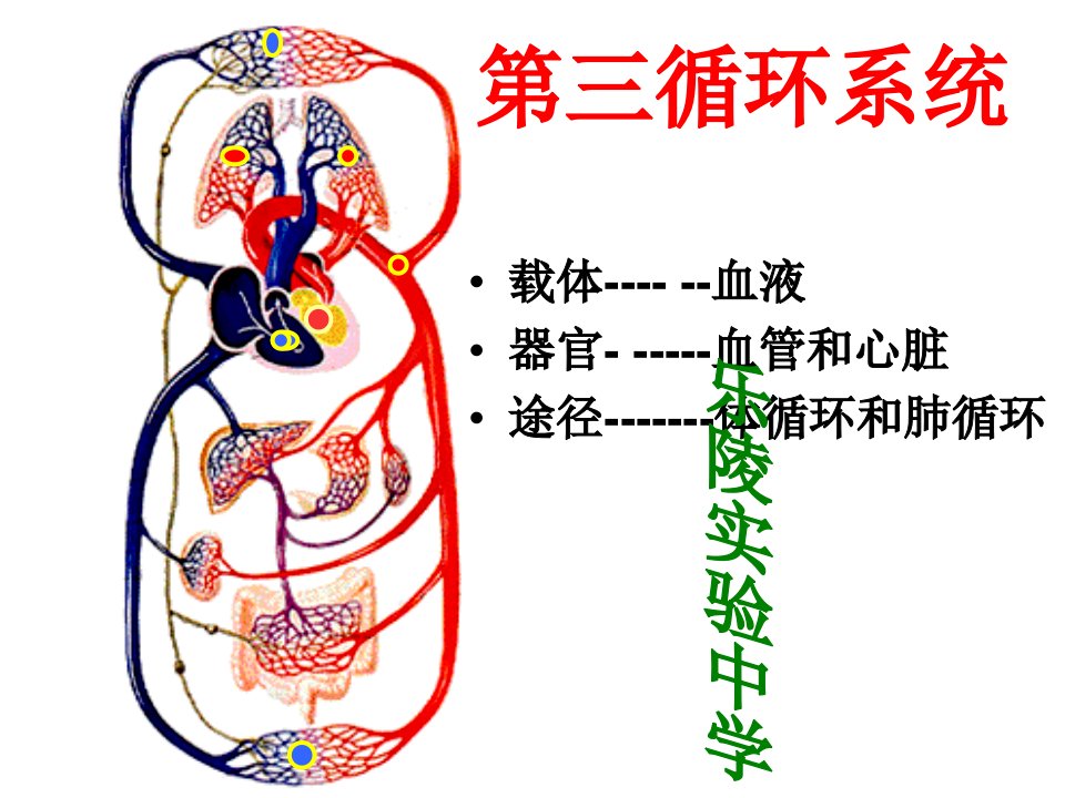 初中生物-初三循环系统复习