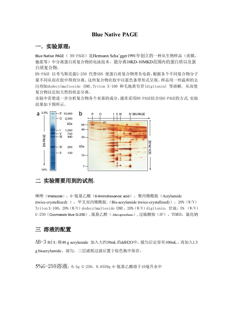 Bluenative-PAGE实验讲义