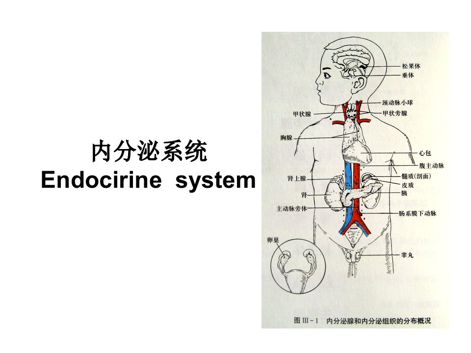 中文