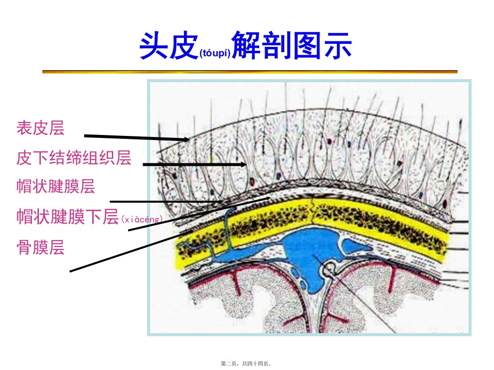 医学专题五头颈部损伤