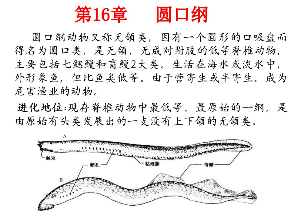 低等的无颌脊椎动物-圆口纲