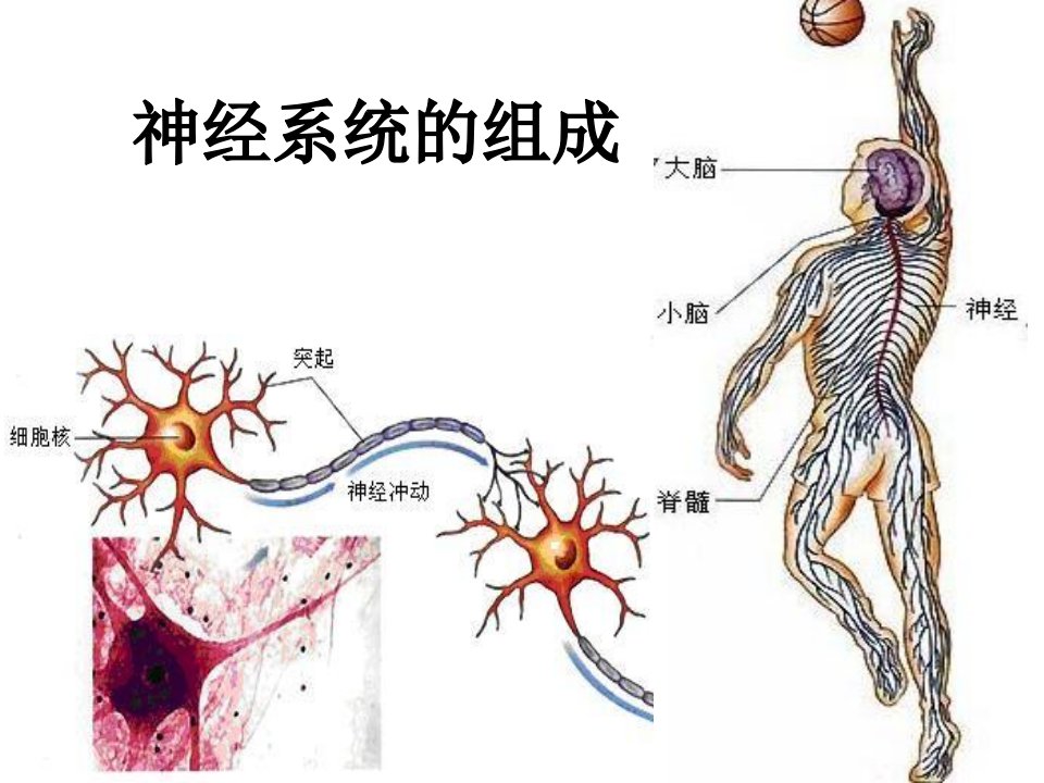 《神经系统疾病概述》PPT课件