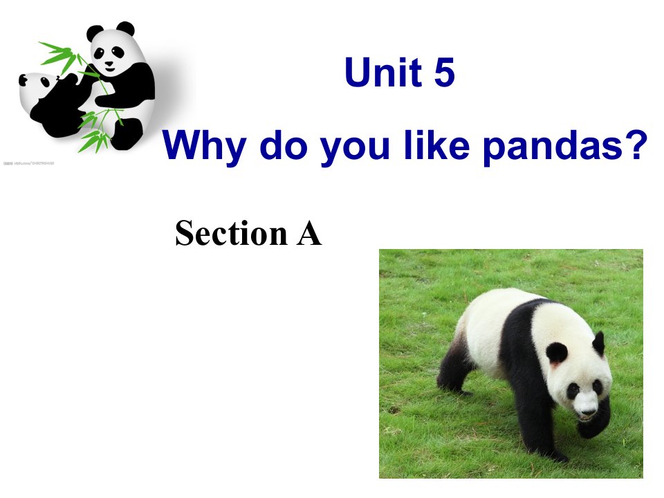 unit5whydoyoulikepandas课件赛课用