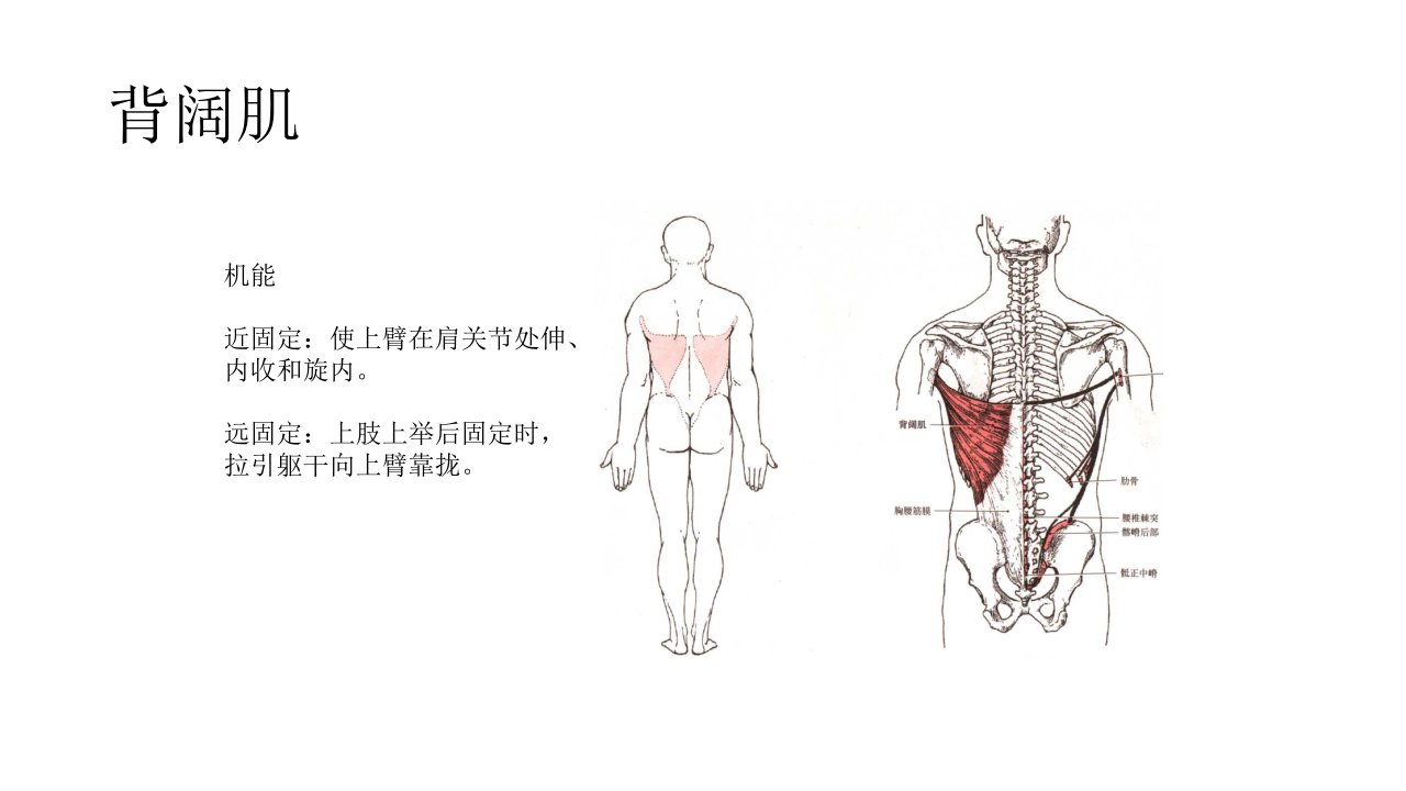 背阔肌训练计划