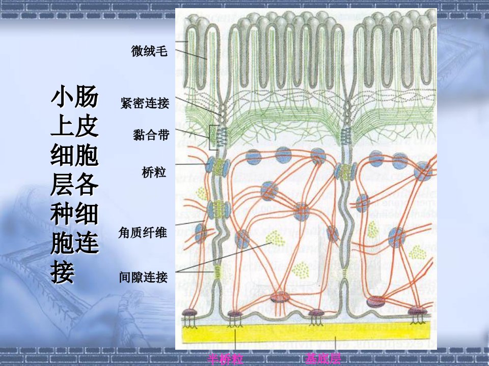 医学细胞生物学细胞膜与物质的跨膜转运第三讲赵崴