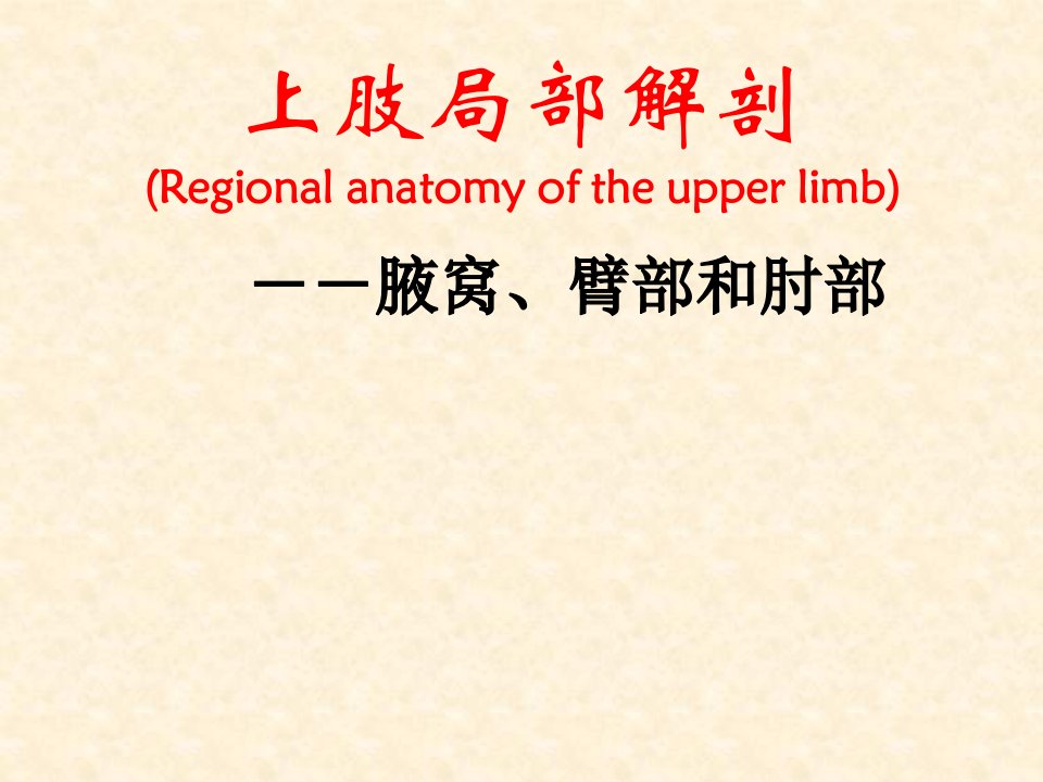 上肢局部解剖--腋窝、臂部和肘部