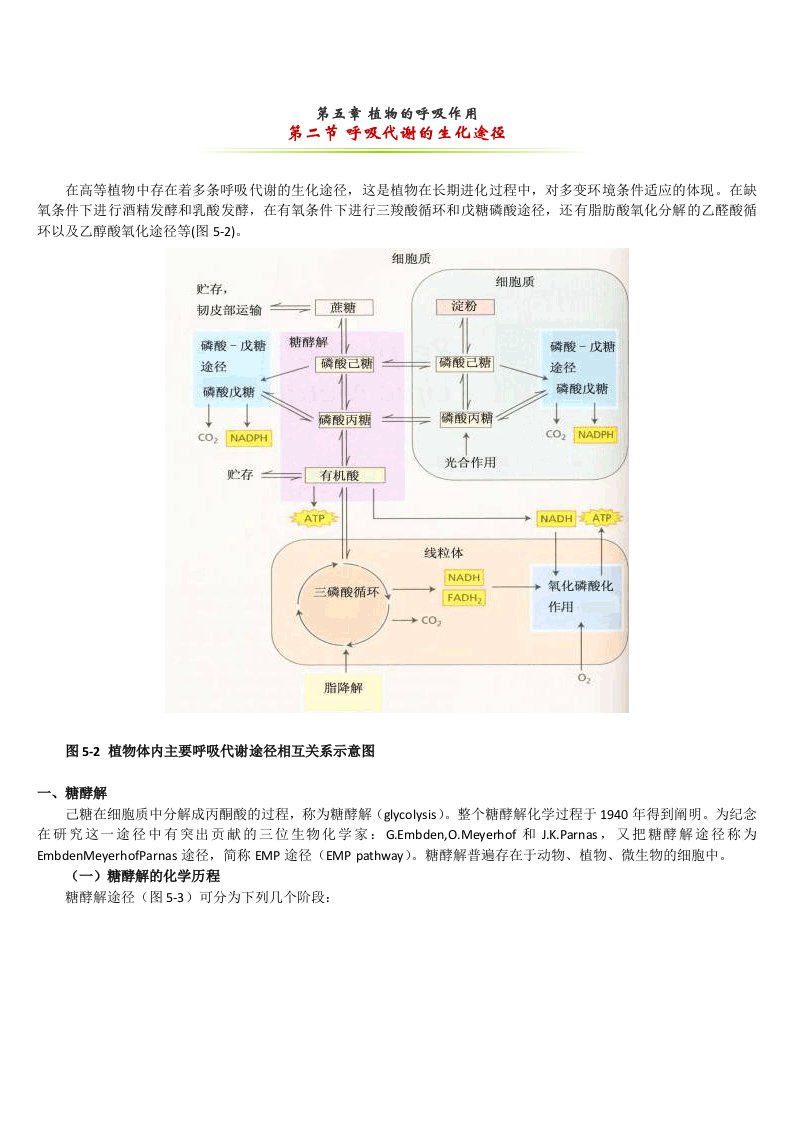 糖酵解三羧酸循环最全总结