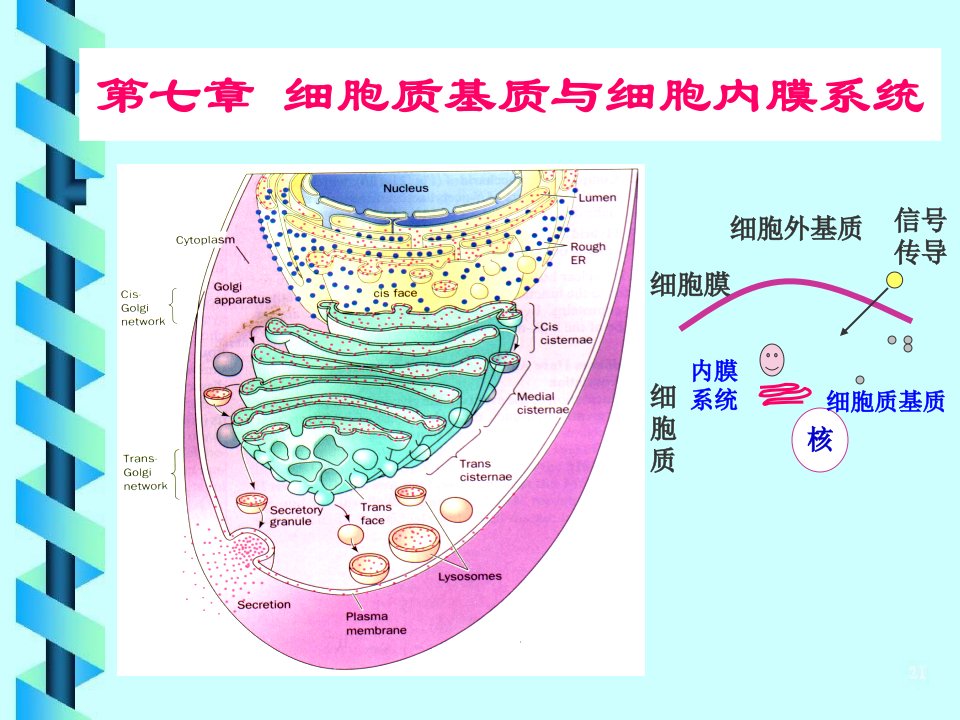 第7章细胞质基质与细胞内膜系统