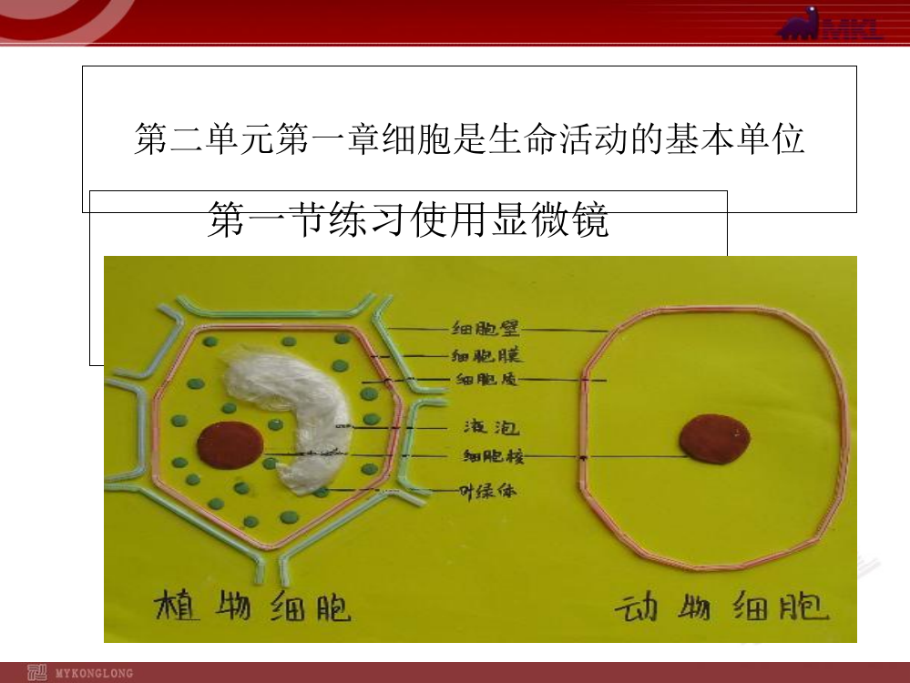 练习使用显微镜ppt课件