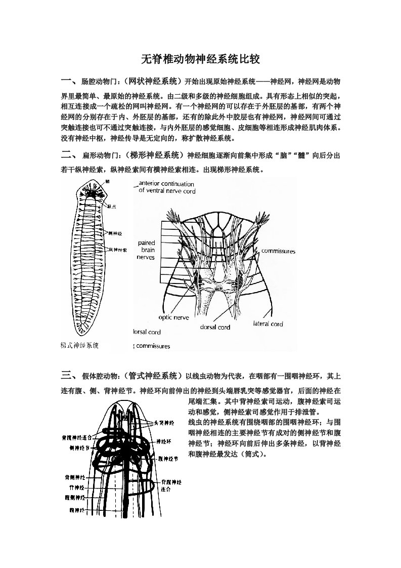 无脊椎动物神经系统比较