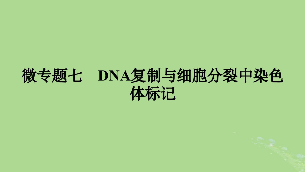 2025版高考生物一轮总复习必修2微专题7DNA复制与细胞分裂中染色体标记课件