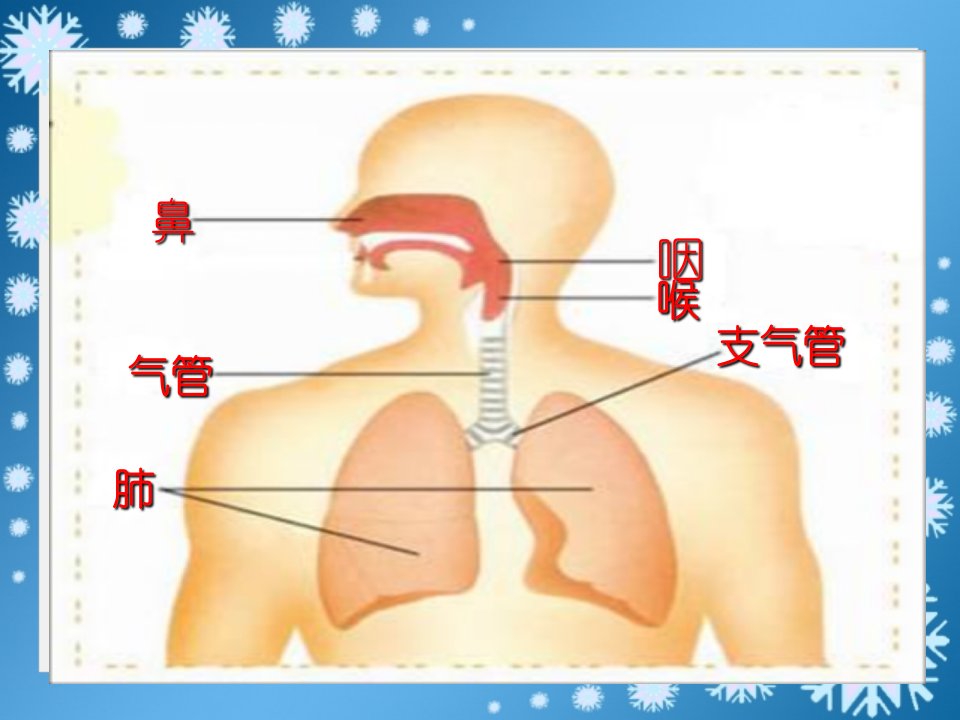 四年级科学下册