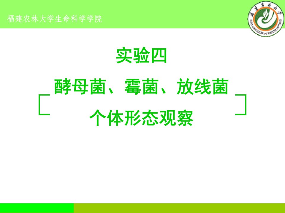 酵母菌、霉菌、放线菌个体形态观察