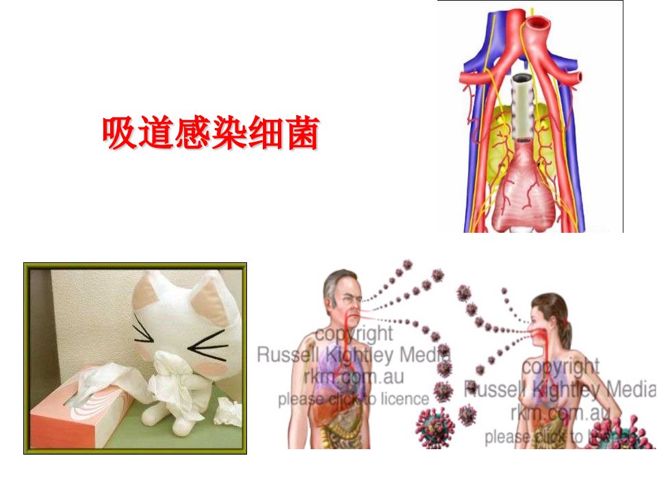 呼吸道感染细菌-TB