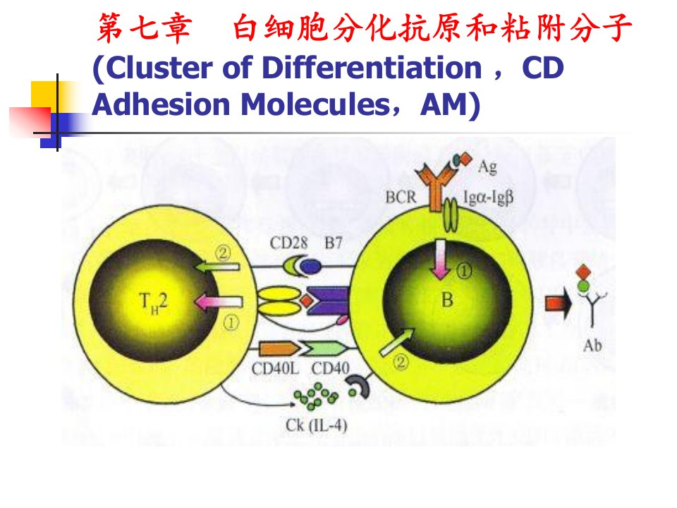 高美华医学免疫学第七章白细胞分化抗原和粘附分子