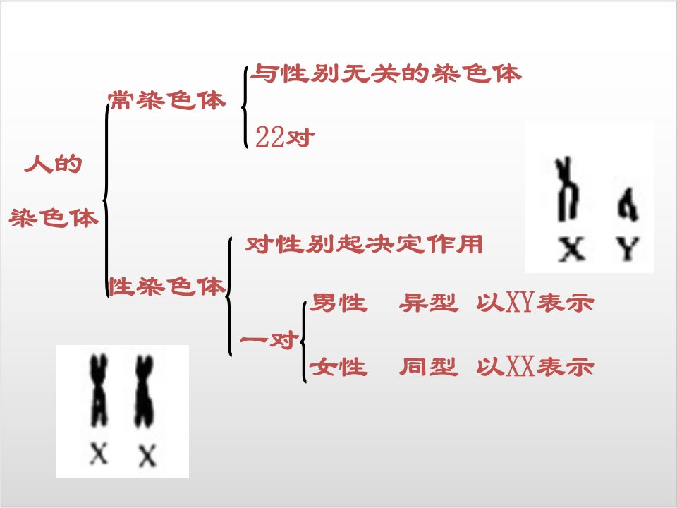 新教材伴性遗传人教版1课件