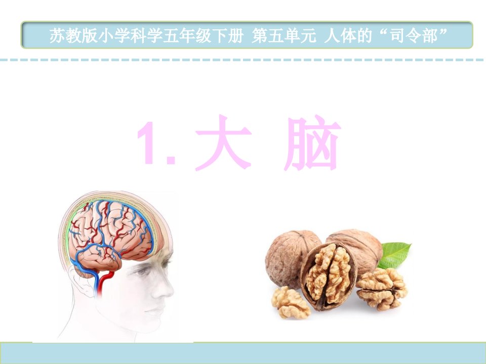 苏教版小学科学五年级下册第五单元《大脑》ppt课件