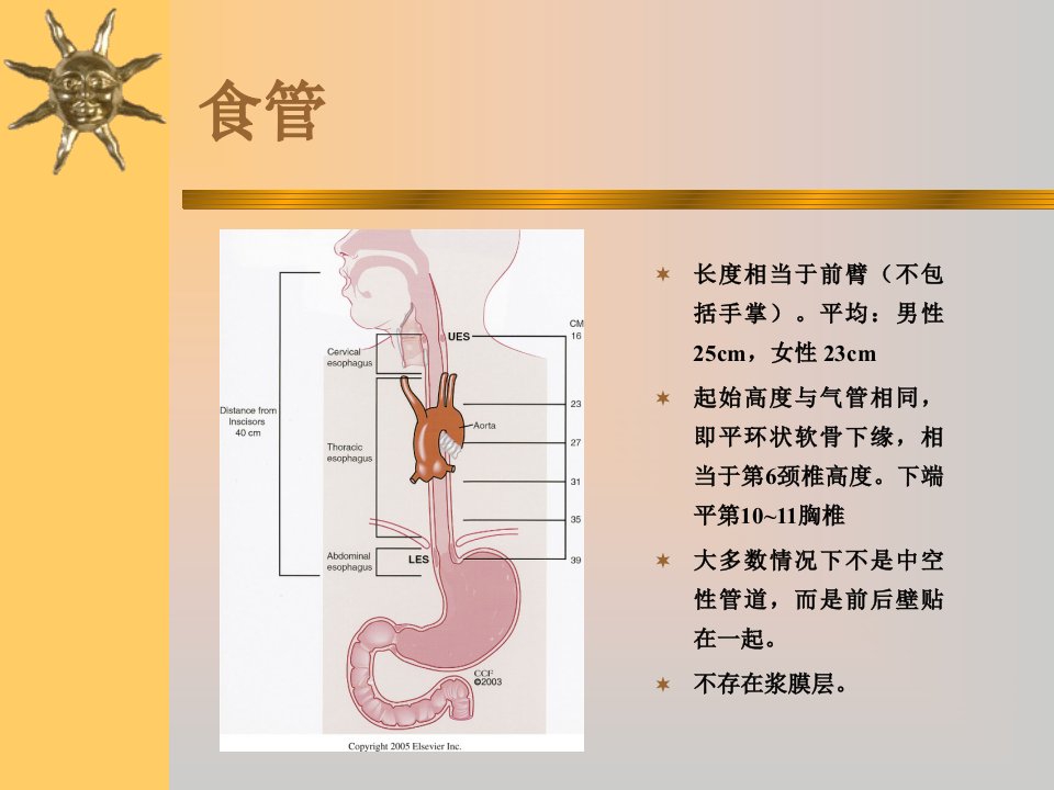 食管异物护理查房