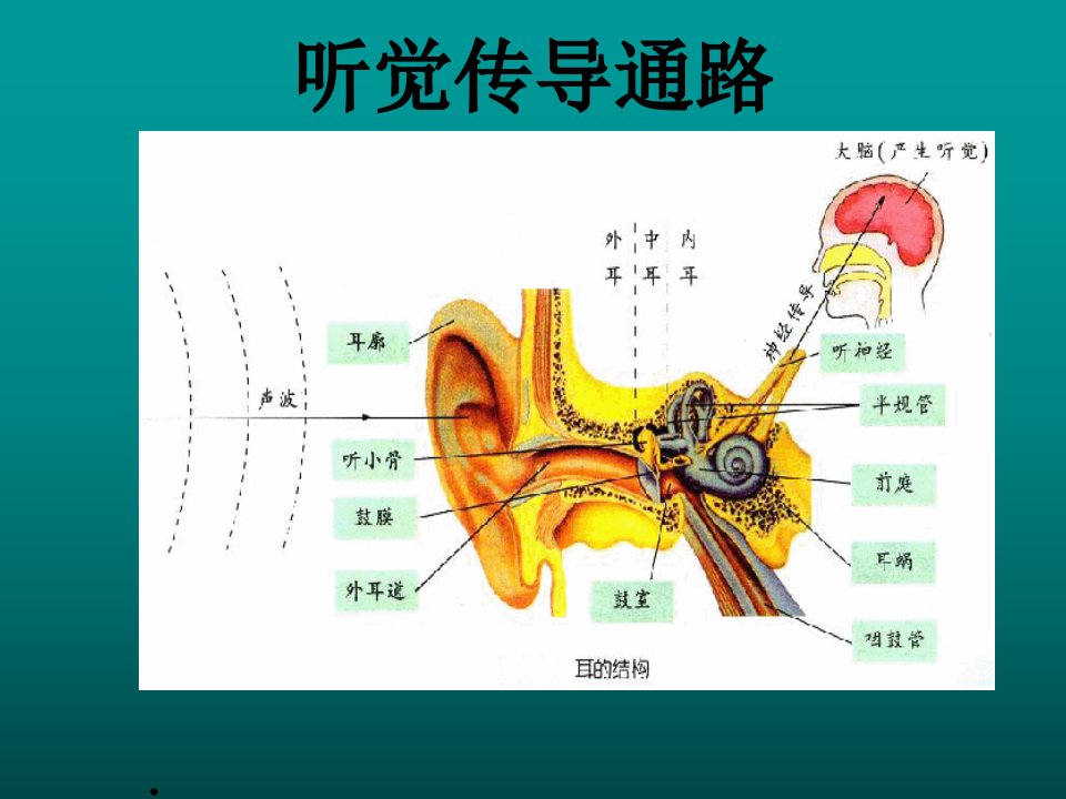 听觉传导通路