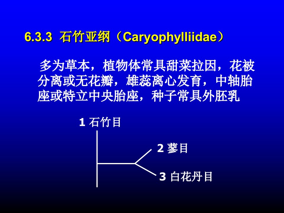 被子植物石竹亚纲、五桠果亚纲