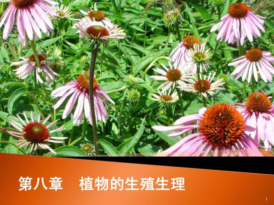 大学植物生理学经典课件08植物生殖生理