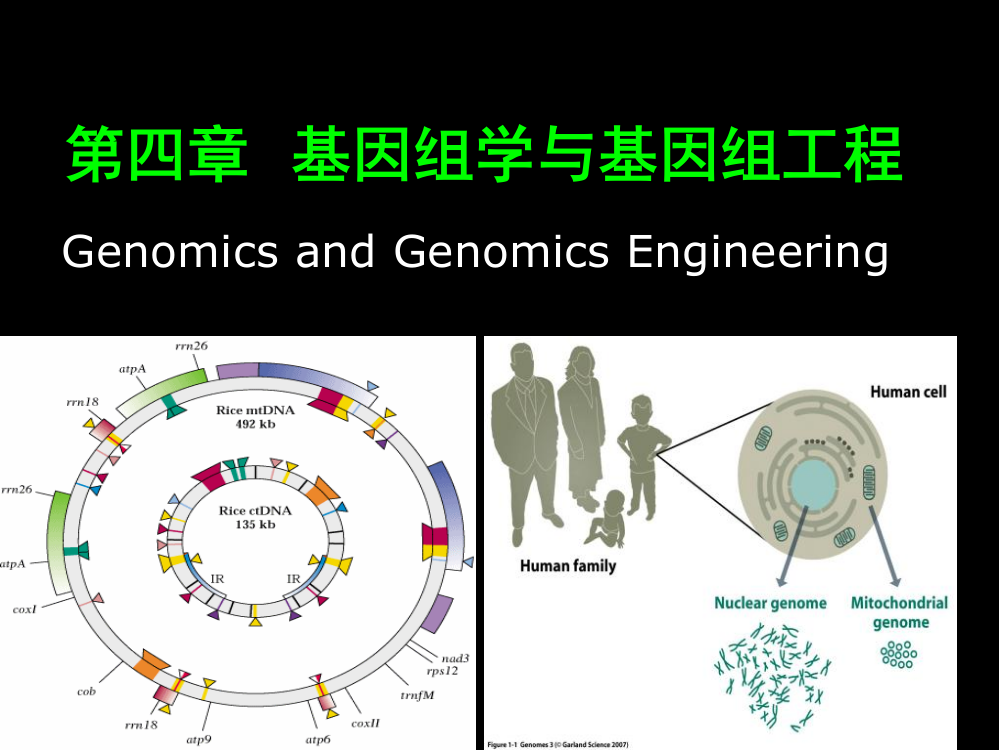 第四章基因组学及基因组工程