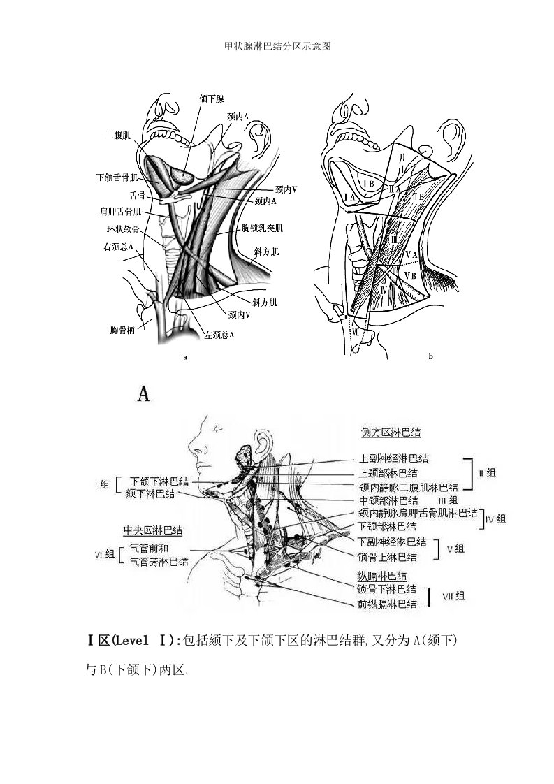 甲状腺淋巴结分区示意图