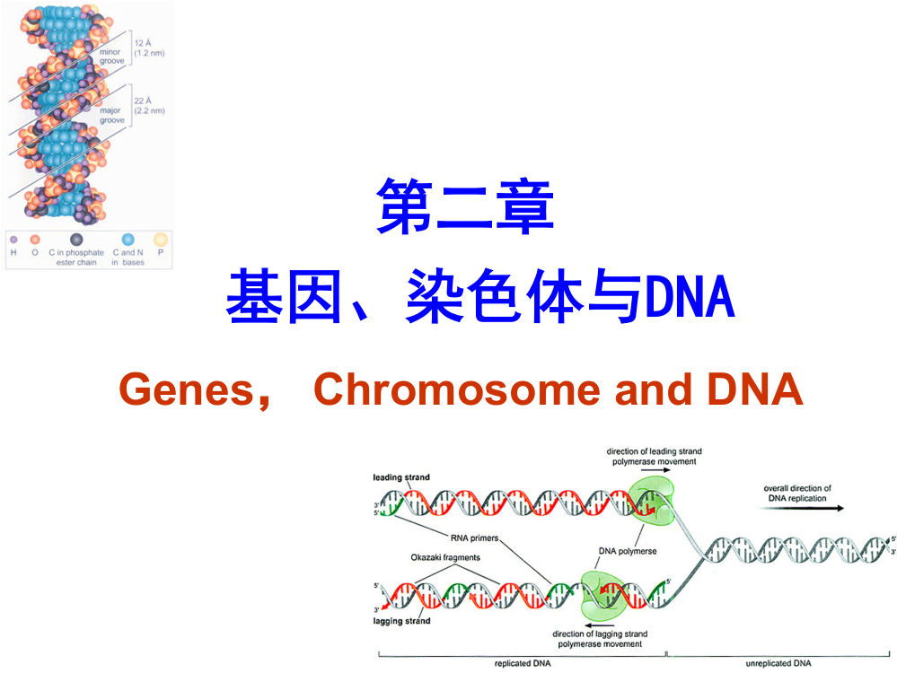 第二章-2-染色体和DNA的结构