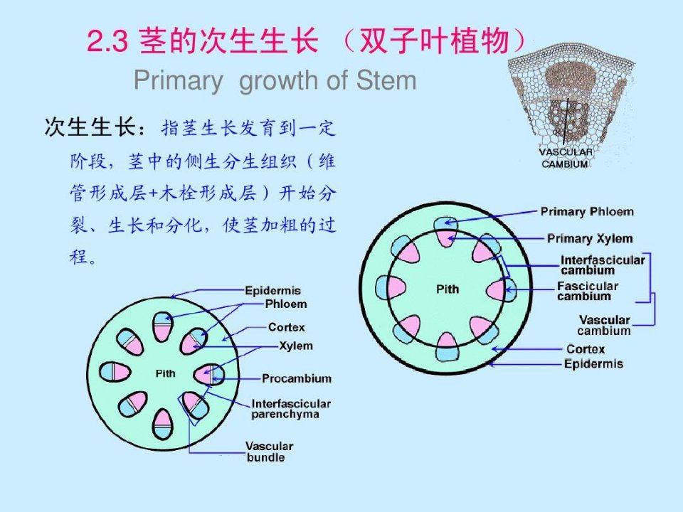 茎的次生生长