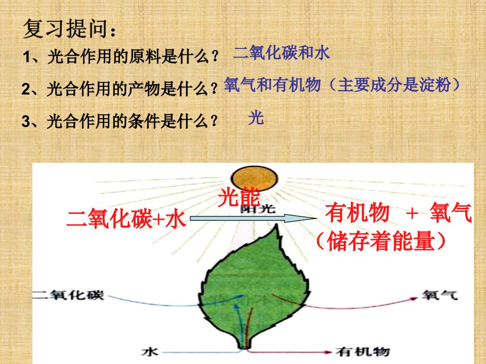 初中八年级生物上册