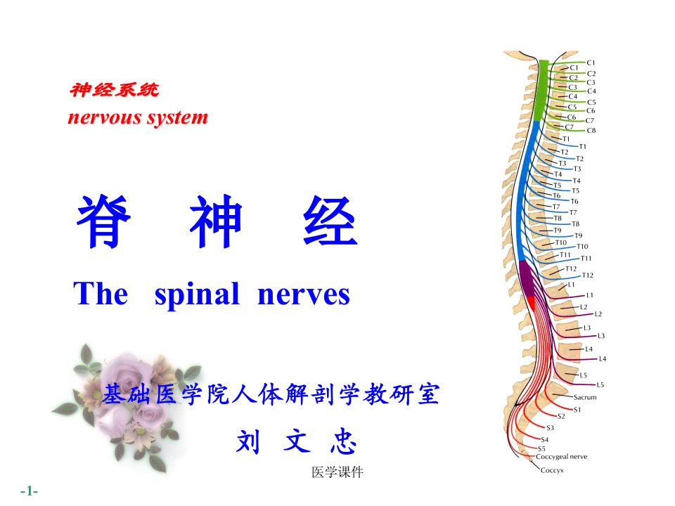 人体解剖学课件-脊神经ppt课件