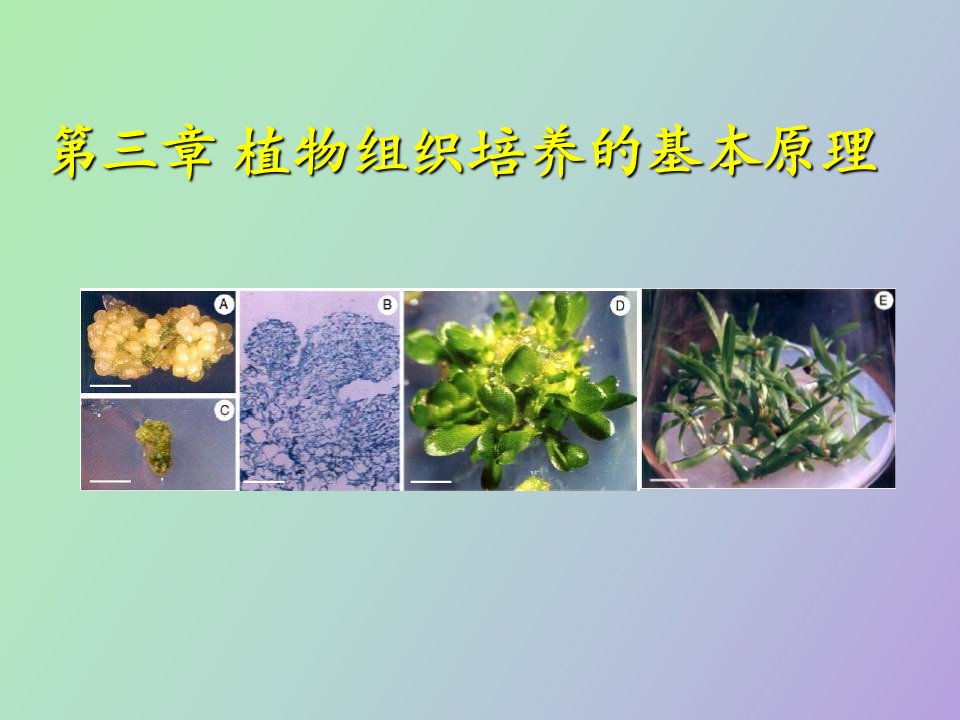 植物组织培养的基本原理