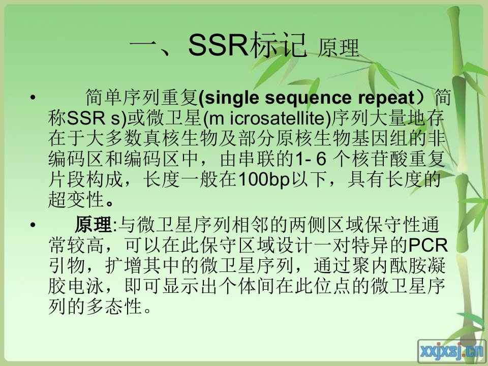 分子标记SSR标记