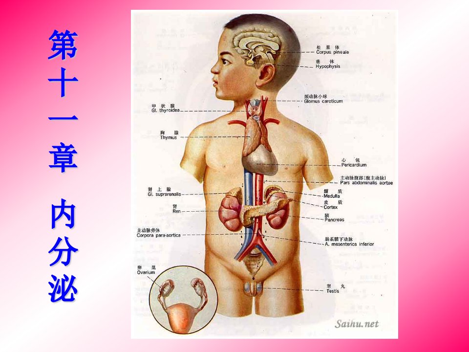 第十一章+内分泌（08.4）