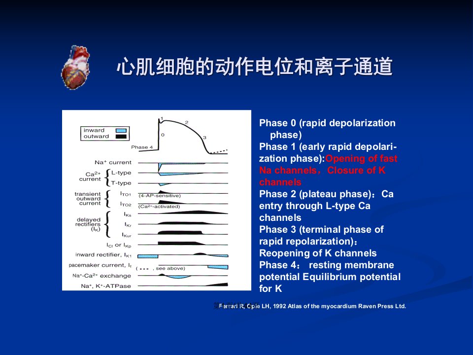 临床医学于波心房选择性钠通道阻滞剂在房颤中的应用