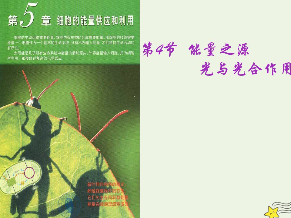 2021_2022学年高中生物第五章细胞的能量供应和利用第4节一捕获光能的色素和结构课件新人教版必修1