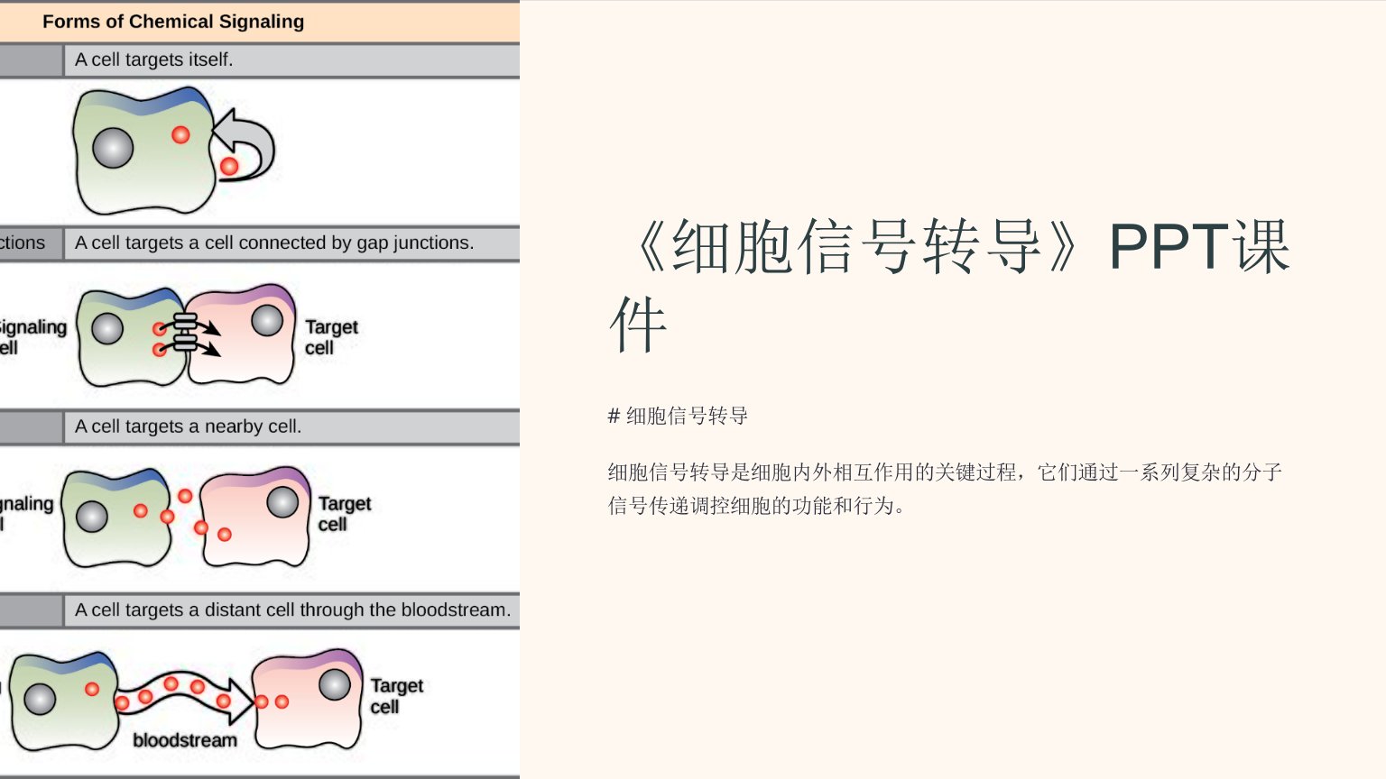 《细胞信号转导》课件