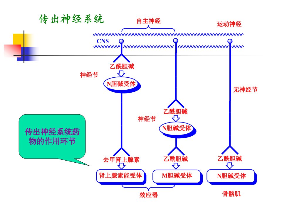 拟胆碱药和抗胆碱药CholinergicandA