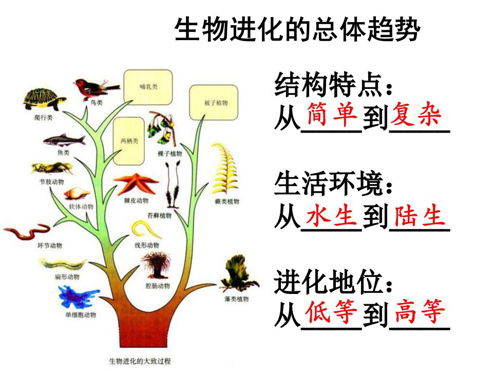 曾庆国生物进化的原因课件