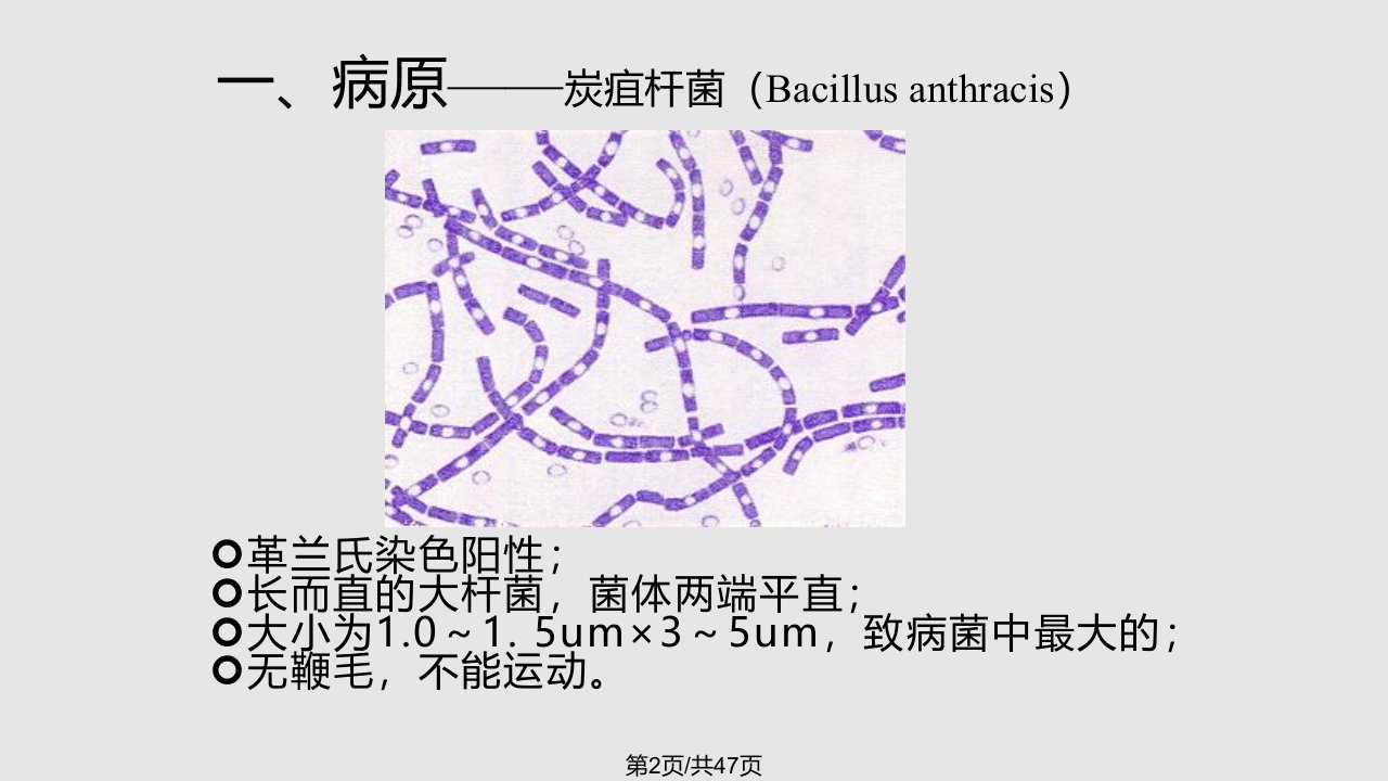 炭疽检验技术