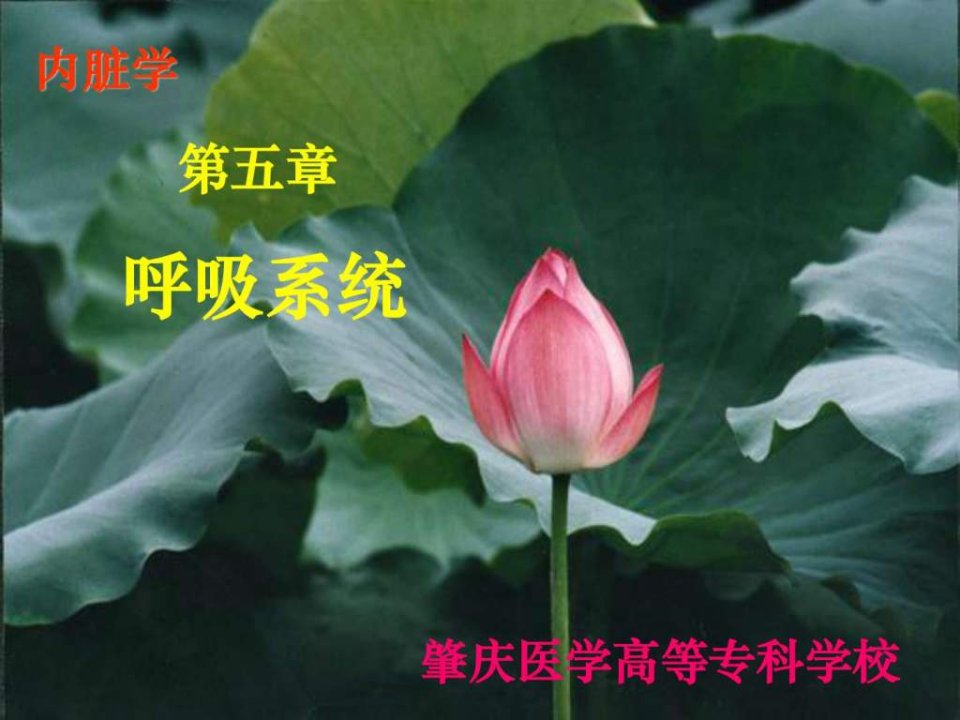 呼吸系统_基础医学_医药卫生_专业资料