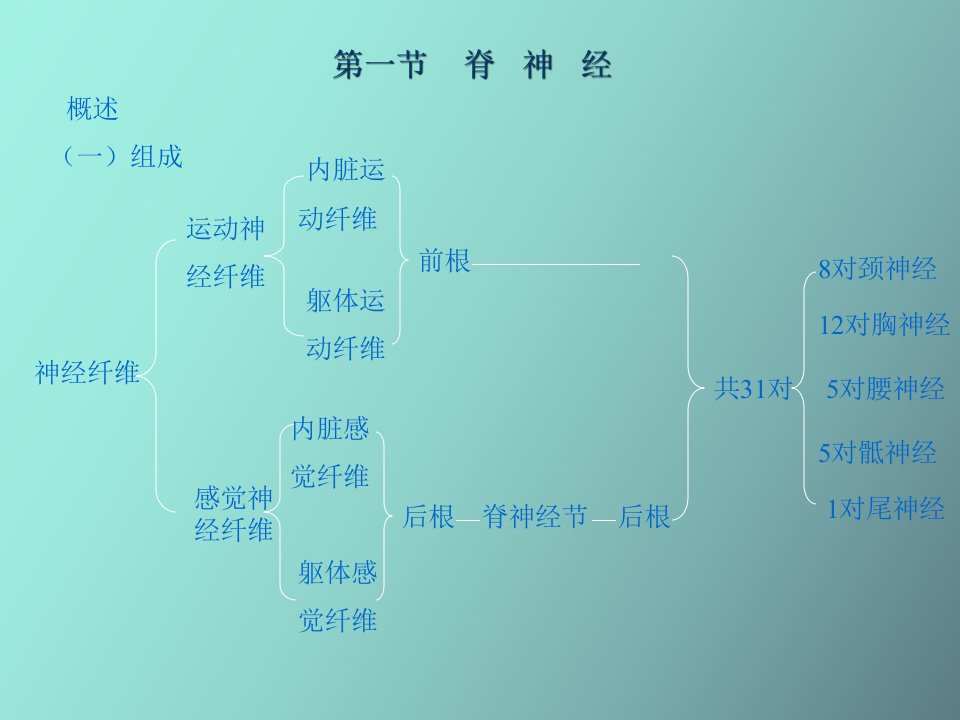 周围神经系统篇