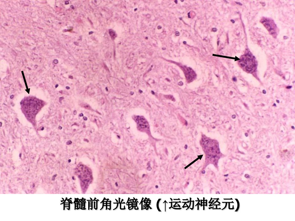 组织切片识别范围注明结构名称