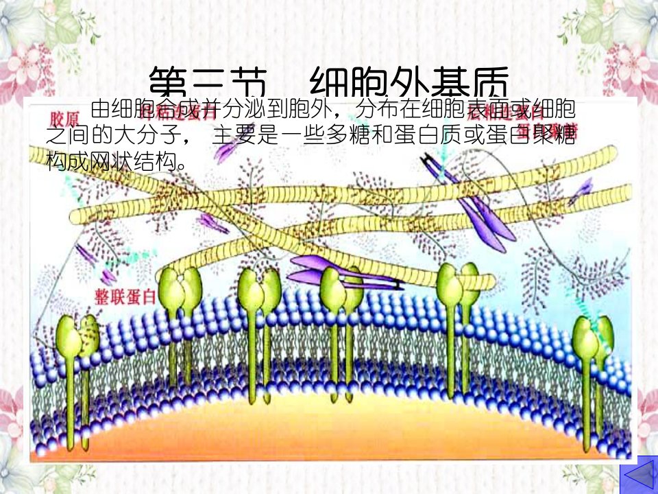 第三节细胞外基质基本概念