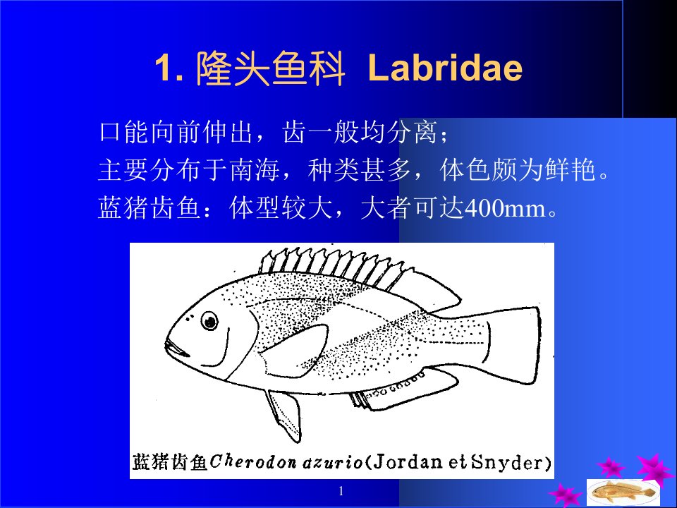 二隆头鱼亚目Labroidei