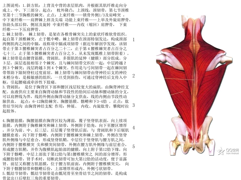 《身体各部分肌肉的名称起止点功能》ppt课件