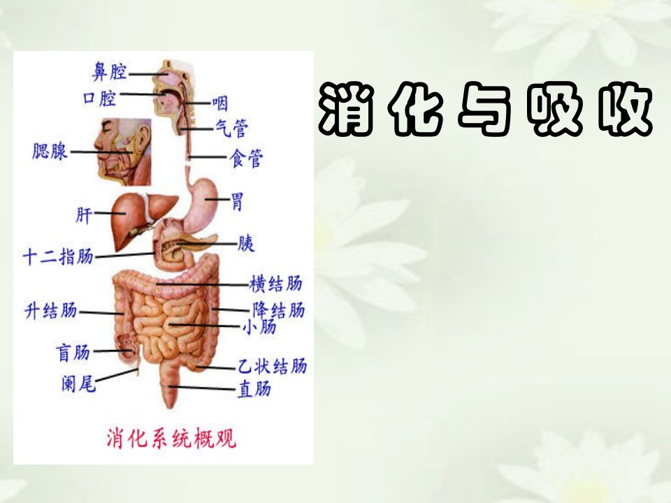 消化系统医学消化与吸收