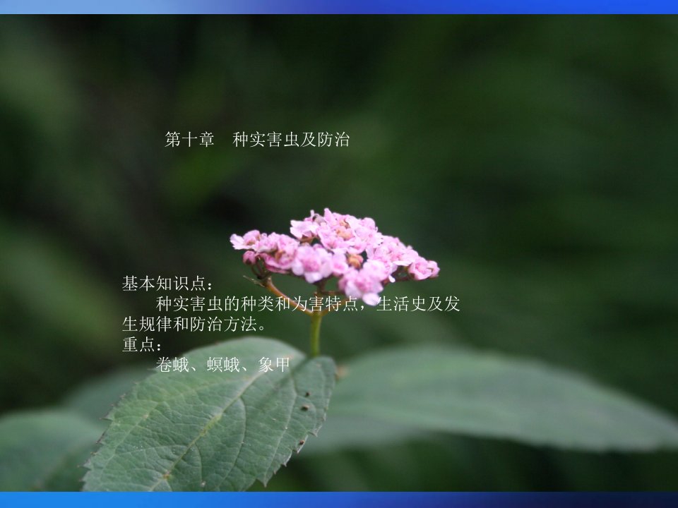 第十章-种实害虫--第十一章蛀干害虫及防治