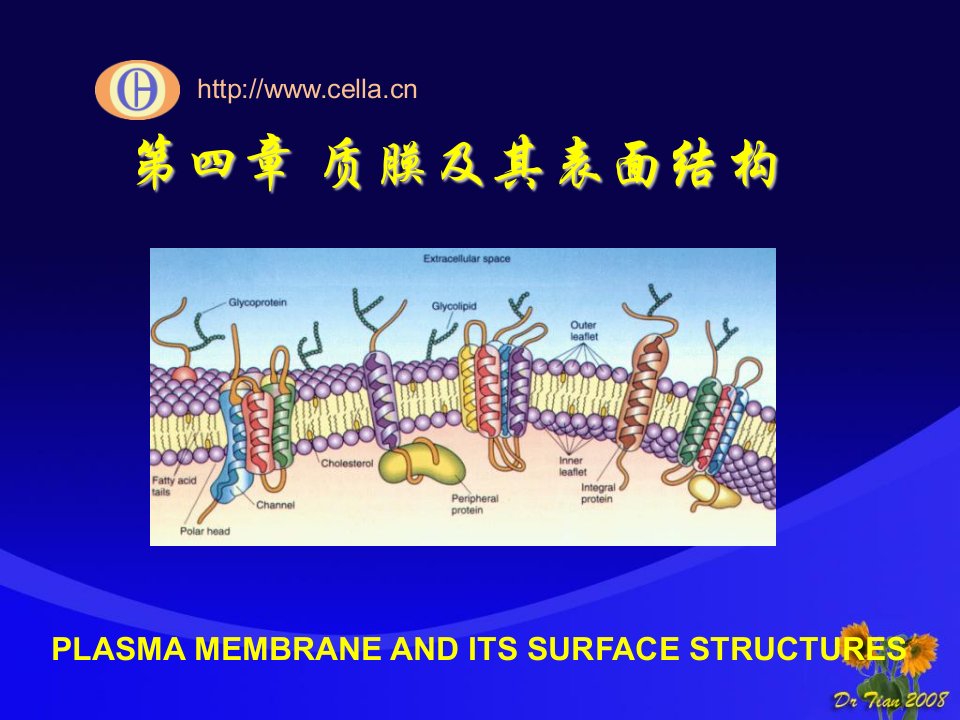 细胞生物学课件04